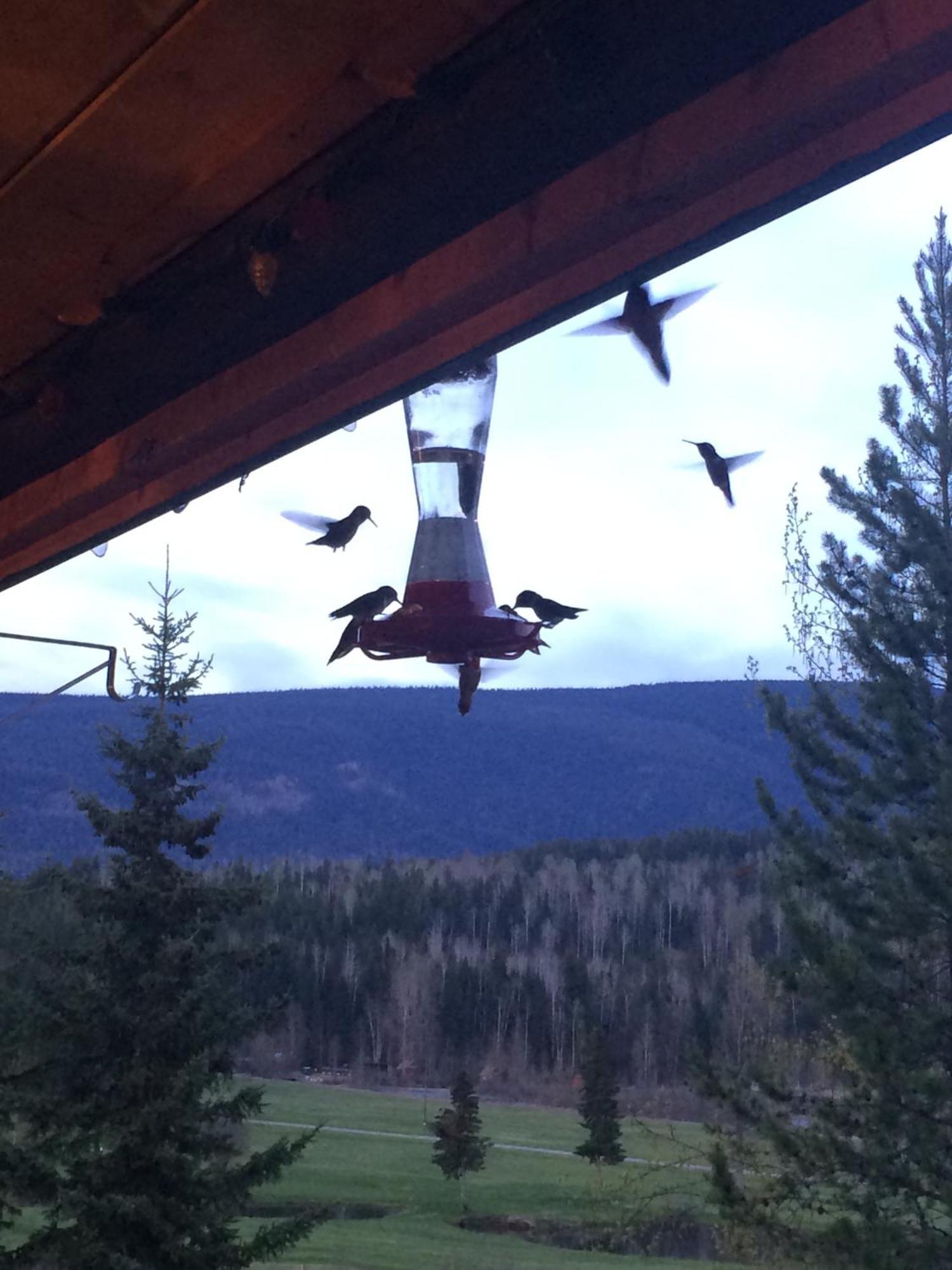 Helmcken Falls Lodge Cabin Rooms And Rv Park 克利尔沃特 外观 照片